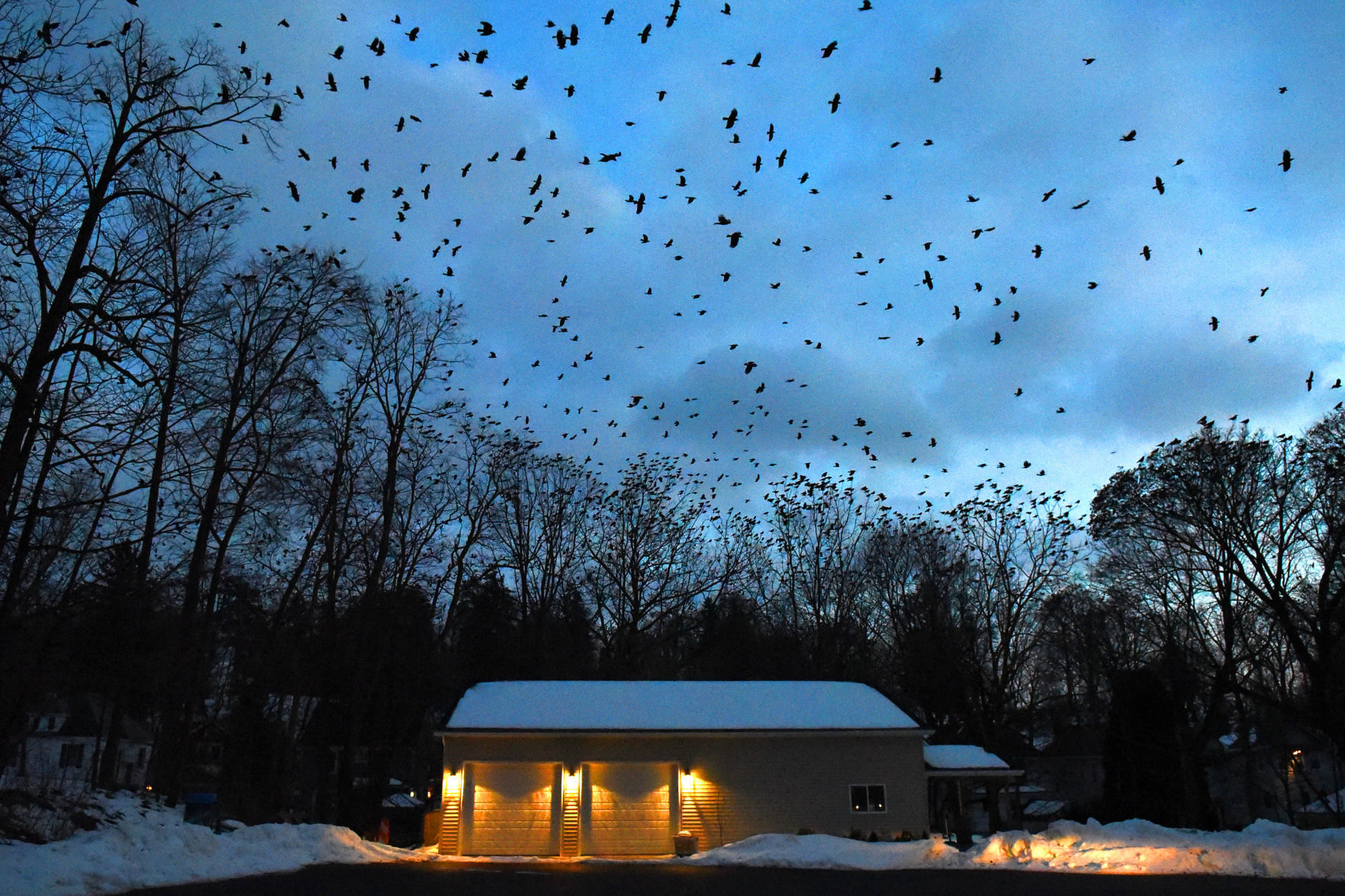 Crows 1